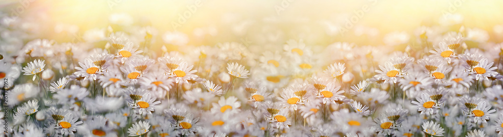 Fototapeta premium Dreamy daisy meadow in soft golden light, beautiful white daisies in warm spring light
