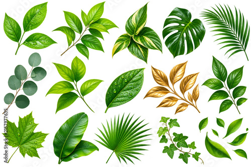 Green Botanical Leaves Collection Isolated, Tropical Foliage Elements