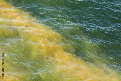 Cuadro en lienzo Blaualgenteppiche auf der Ostsee während der Fährfahrt von Trelleborg nach Rostock im August