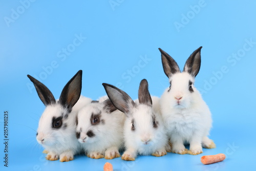 Group of lovely bunny easter white-black rabbits eating carrot on light blue background. Cute fluffy rabbits on blue background Lovely mammal with beautiful bright eyes in nature life. Animal concept.