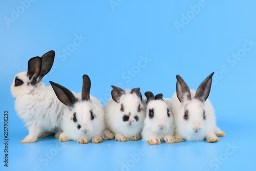 Group of lovely bunny easter white-black rabbits eating carrot on light blue background. Cute fluffy rabbits on blue background Lovely mammal with beautiful bright eyes in nature life. Animal concept.
