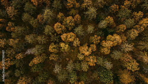 Autumn forest changing colors creating natural pattern