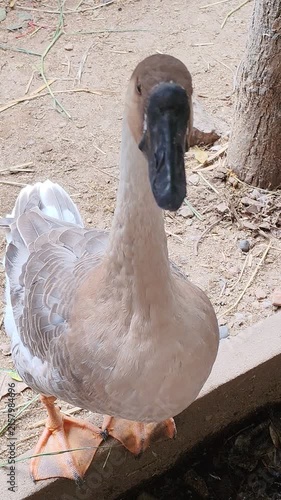 Cute domestic goose looking at camera, close up of a grey swan goose standing on the ground with natural light