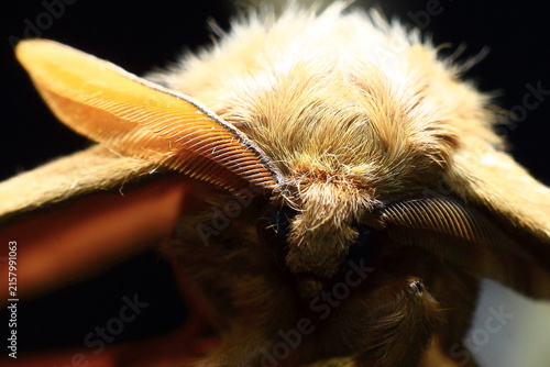 European Gypsy Moth Eye Ball (Lymantria Dispar) Insect Extreme Close-Up macro photography Nature Background