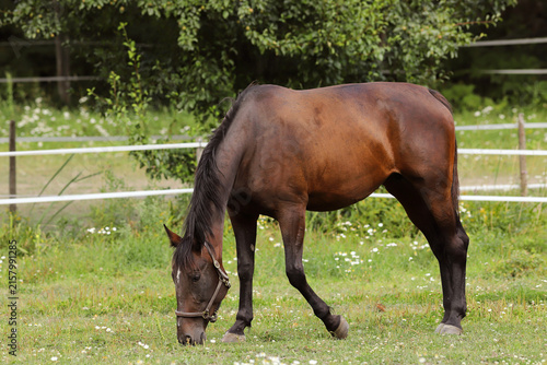 Brown horse wearing a halter grazing in a green meadow on a summer day