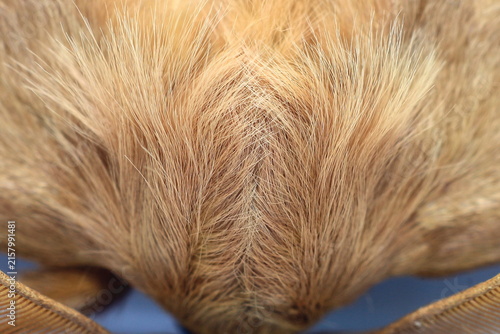 European Gypsy Moth Feather (Lymantria Dispar) Insect Extreme Close-Up macro photography  Nature Background