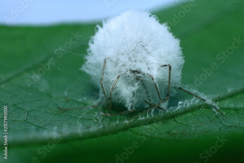 spider egg sac identification guide Insect Extreme Close-Up macro photography Nature Background