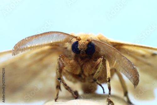 European Gypsy Moth Eye Ball (Lymantria Dispar) Insect Extreme Close-Up macro photography Nature Background