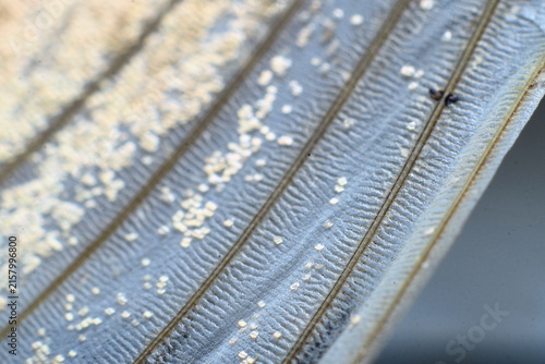European Gypsy Moth wings color (Lymantria Dispar) Insect Extreme Close-Up macro photography Nature Background