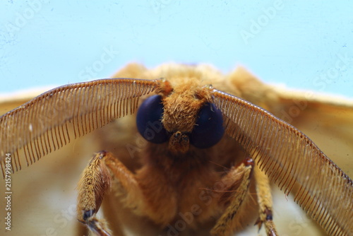 European Gypsy Moth Eye Ball (Lymantria Dispar) Insect Extreme Close-Up macro photography Nature Background