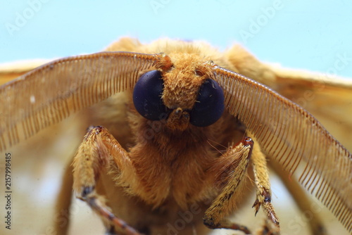 European Gypsy Moth Eye Ball (Lymantria Dispar) Insect Extreme Close-Up macro photography Nature Background