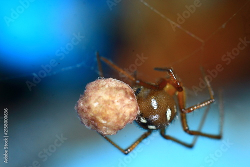 spider egg sac identification guide Insect Extreme Close-Up macro photography Nature Background