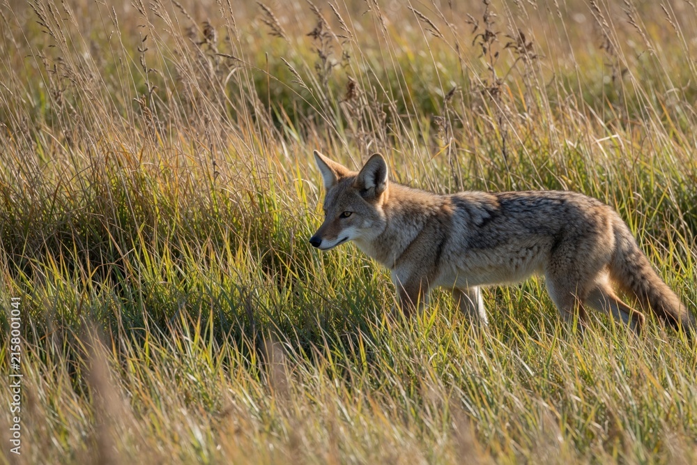 Naklejka premium Coyote walks through tall dry grass. Wild canine hunts in meadow. Predator moves stealthily in natural habitat. Animal is cautious, looking left.