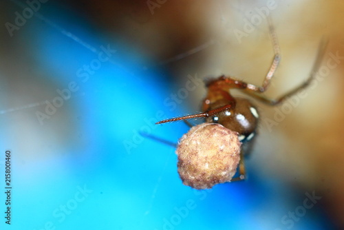 spider egg sac identification guide Insect Extreme Close-Up macro photography Nature Background