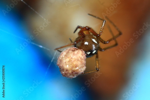 spider egg sac identification guide Insect Extreme Close-Up macro photography Nature Background