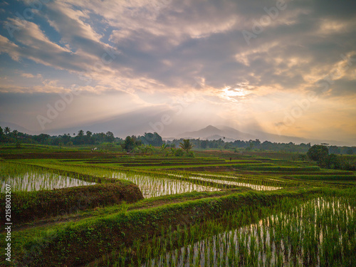 The vast expanse of green rice fields in the morning with beautiful mountains in Indonesia