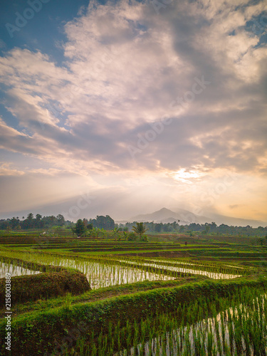 The vast expanse of green rice fields in the morning with beautiful mountains in Indonesia