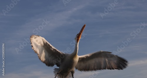 Beautiful Dalmatian pelican flying at the sunset with blue sky at the background
