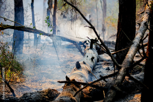 Burnt and charred trees and vegetation after a forest fire