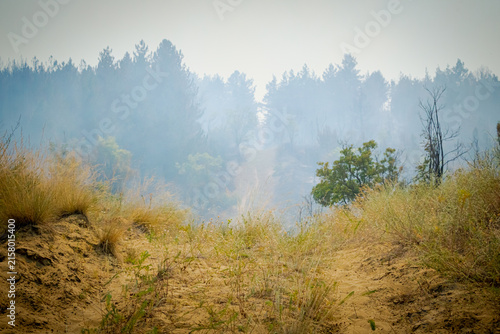 Burnt and charred trees and vegetation after a forest fire