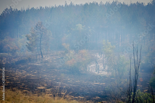 Burnt and charred trees and vegetation after a forest fire