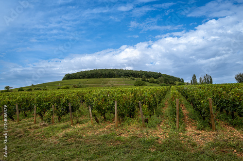 Corton Grand Cru vineyards and dramatic sky in Burgundy, France