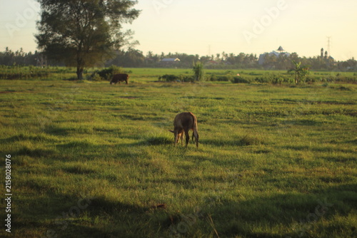 Foto Cows grazing on lush meadow in rural landscape during golden hour