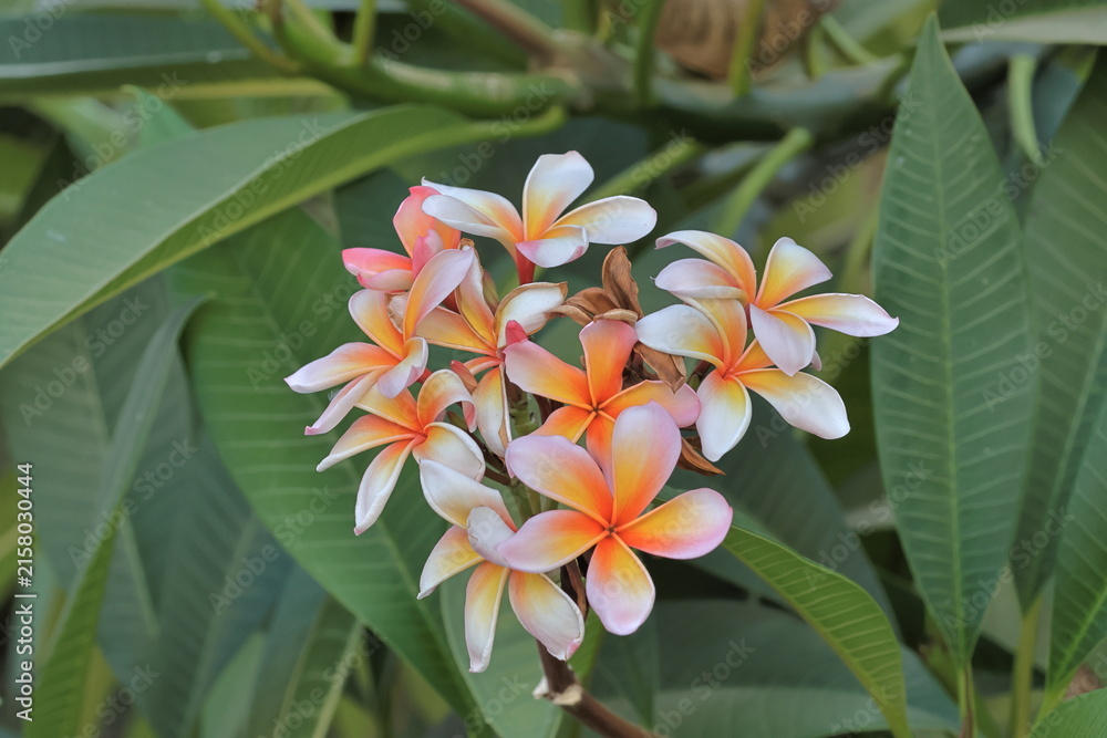 Fototapeta premium Frangipani or Plumeria flower blooming in the garden