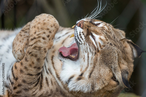 Photography A tight, close-up action shot of a Bobcat Lynx rufus mid-yawn / grooming stretch