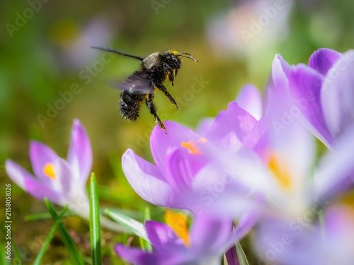 Carpenter bee flying to purple crocus flower blossoms