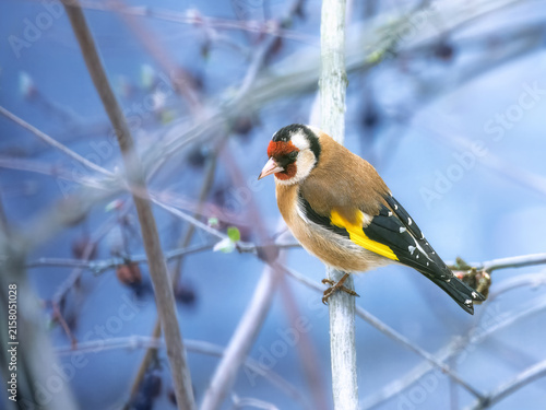 European goldfinch sitting on a branch
