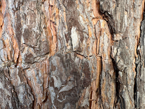 Obraz w ramie Rough tree bark with lichen texture