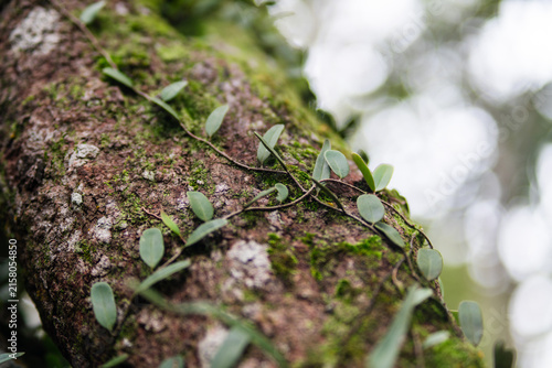 Small green creeping vine leaves climbing on rough tree bark texture.