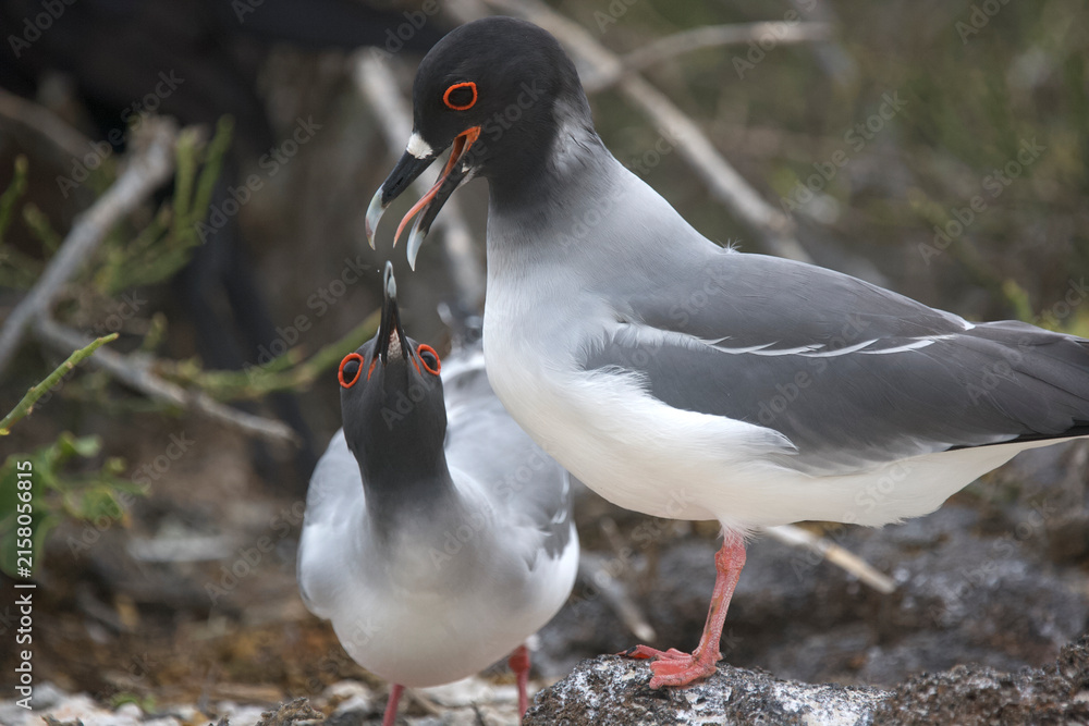 Obraz premium Swallow-tailed gull feeding a near adult on the Galapagos Islands