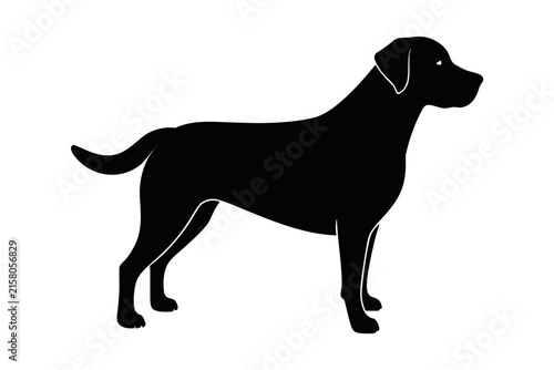 Labrador retriever dog breed vector illustration, Labrador retriever dog silhouette vector