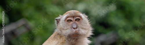 Canvas Print Portrait of a long-tailed macaque monkey