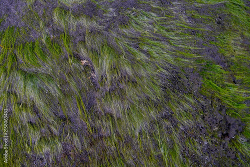 Green algae growing on dark wet textured background