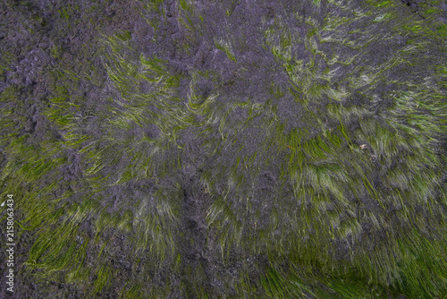 Green algae growing on dark rock surface creating natural background