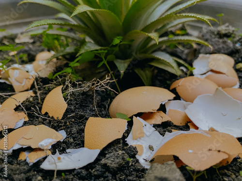 Egg shells is a good planting medium for plants, the benefits of calcium from egg shells are good for plant fertility.