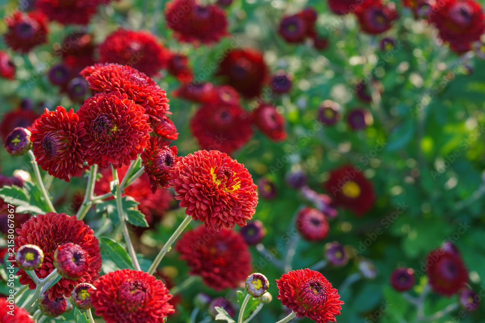 Obraz premium Bright red pompon chrysanthemum flowers in full bloom creating vibrant floral background. Closeup of colorful autumn blossoms growing in a garden, seasonal fall decorative plant breeding