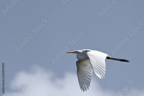 Foto A great egret in mid-flight with wings spread wide against a clear blue sky and soft white clouds in the background