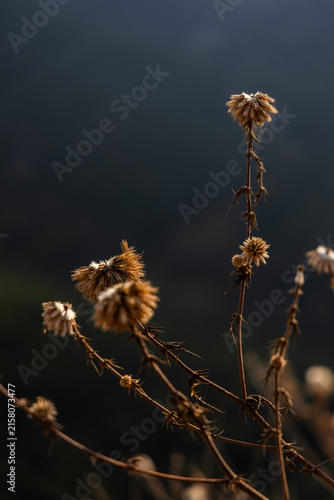 Konstfotografi dry grass in the wind