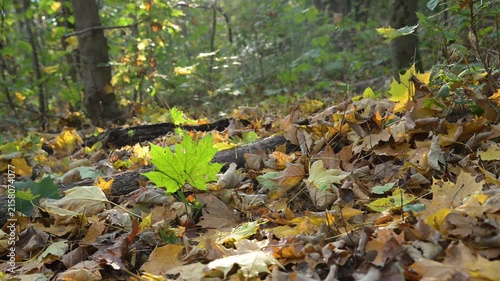 Green maple leaf with glittering spider web in autumn forest. Static 8K macro stock video for peaceful background, meditation, and commercial use.