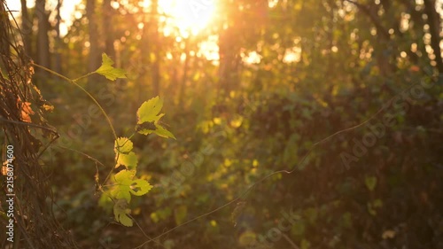 Golden sunset light filters through autumn trees, casting a warm orange glow. Perfect background for relaxation, meditation, and calm nature video.