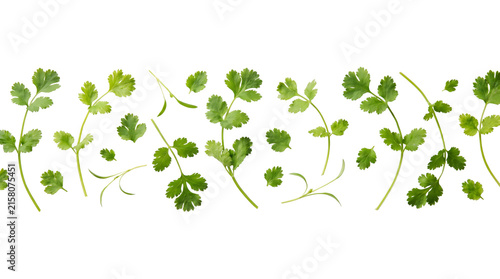 Obraz na plátně Fresh Green Cilantro Sprigs Arranged in a Row