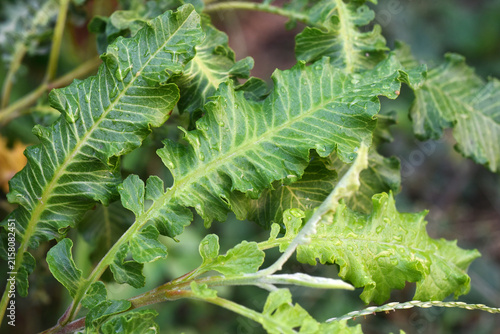 A breed of guava: Ổi phụng