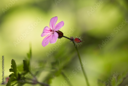 Photography Herb Robert