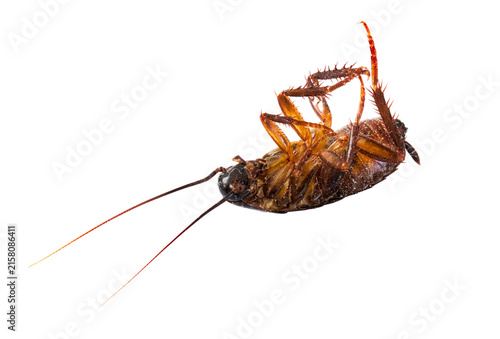 Closeup of a dead cockroach isolated against a pure white background