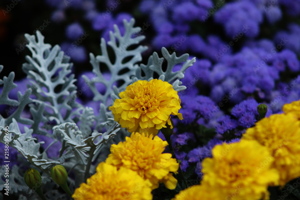 Obraz premium Bright yellow marigold flowers with silver dust plant and purple blossoms in garden