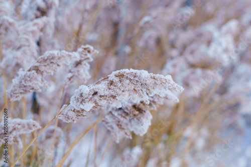 Obraz na plátne winter landscape featuring frost-covered grasses with delicate feathery seed heads coated in ice crystals